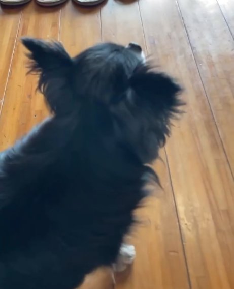 黒い犬のアップ1