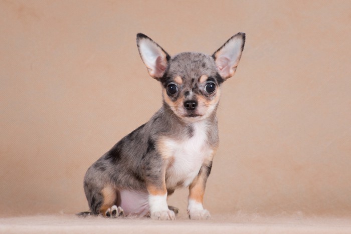 お座りしているマールのチワワの子犬