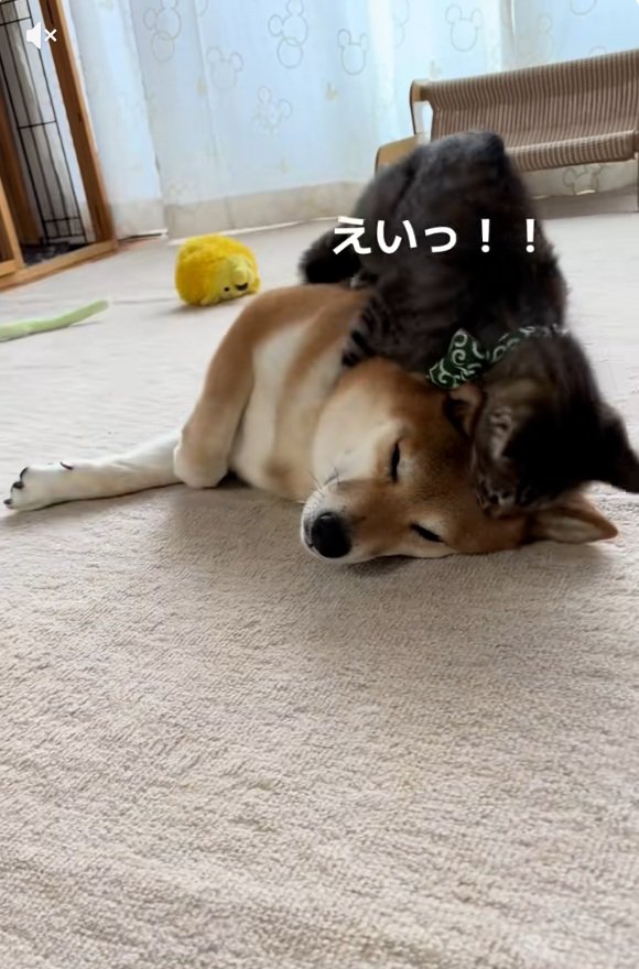 アタックするゆずくん