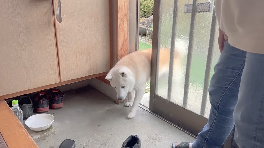 玄関に入る犬