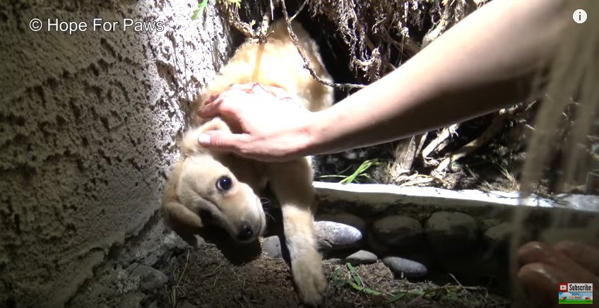 手を怖がる犬