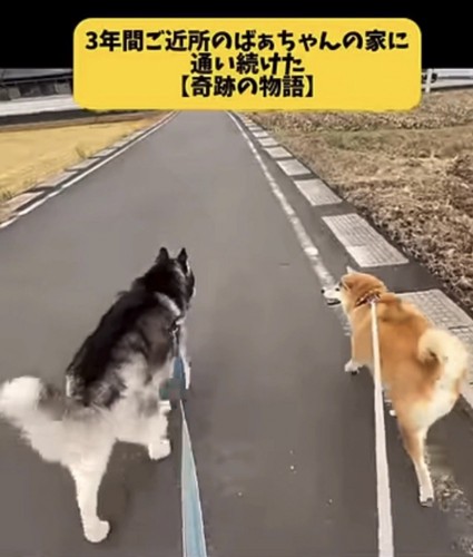 道を並んで歩く2匹の犬