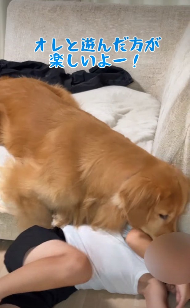ベッドの上からアピールする犬