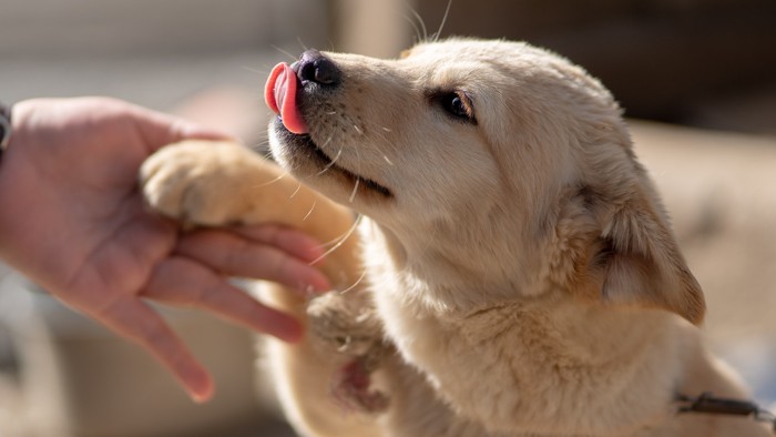 人にお手をしている珍島犬の子犬