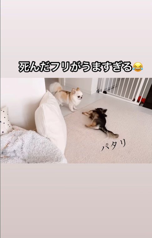 えびちゃんの死んだフリ5