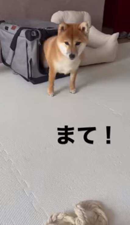 クレートから出てきたひまりちゃん