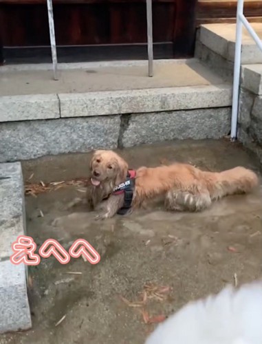 ずーっと楽しそう