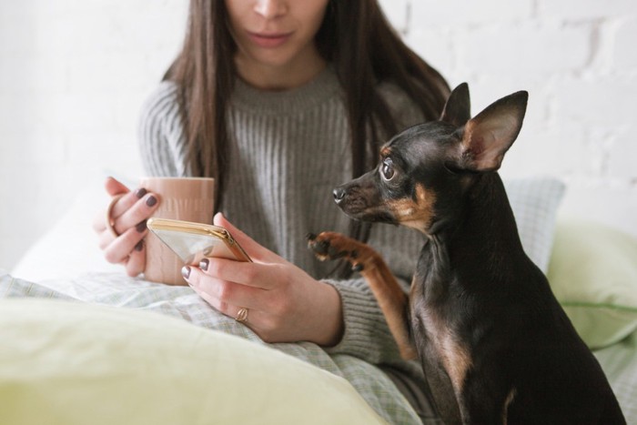 足をのせようとする犬