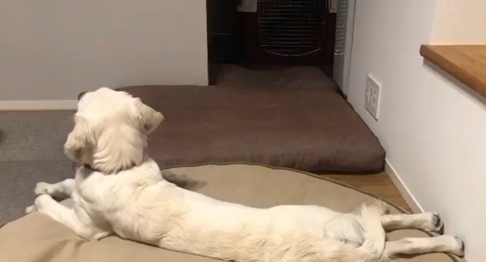 テレビを見るるちるちゃん1