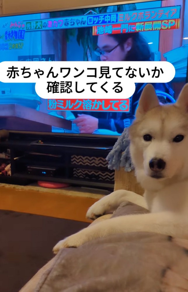 見つめ返す犬