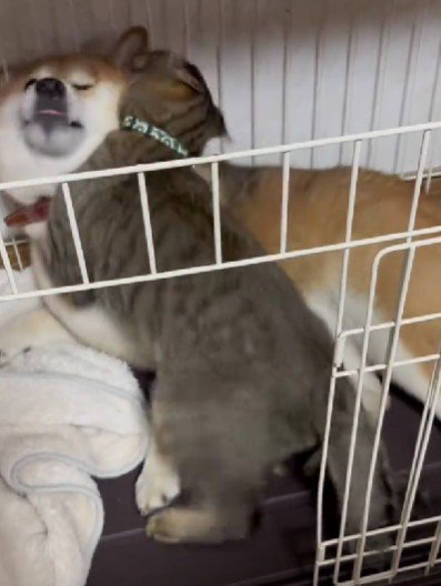 愛があふれて押し倒しちゃった!