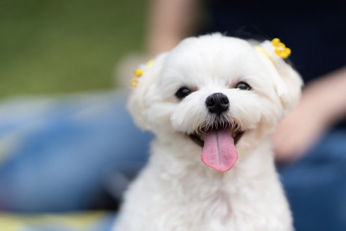 正面を向いて笑っているように見える犬