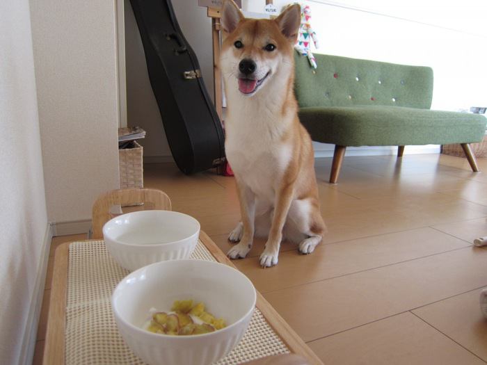 ご飯待ちの犬