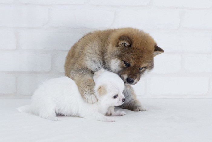 白いチワワと柴犬の子犬