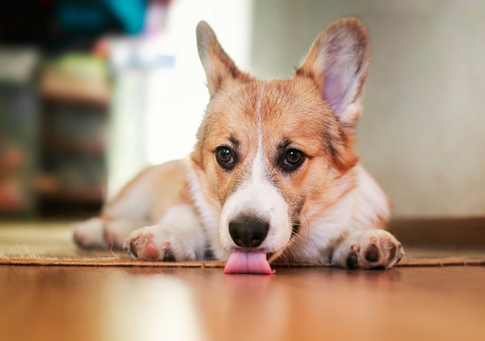 仰向けになる犬と立っている犬