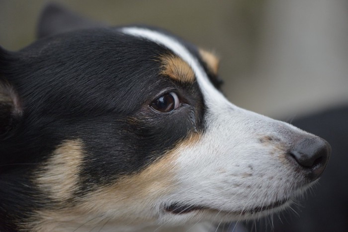 横目で見る犬の顔のアップ