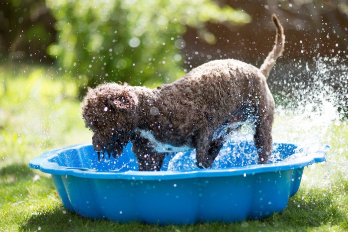 水しぶきをあげながらプールで遊ぶ犬