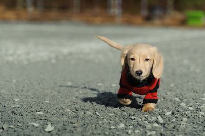 洋服を着て道を歩くカニンヘンダックスフンドの幼犬