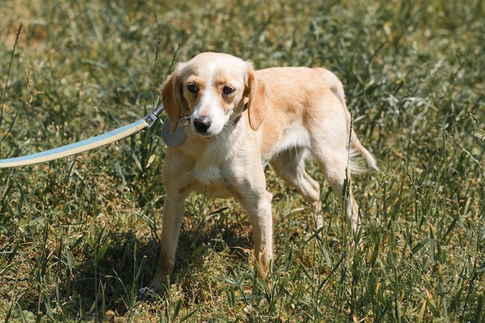 尻尾を垂らしたリードを着けた犬