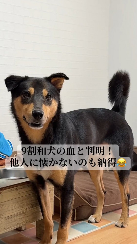 飼い主を見つめる犬
