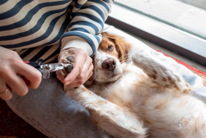 膝の上で爪切りをする犬