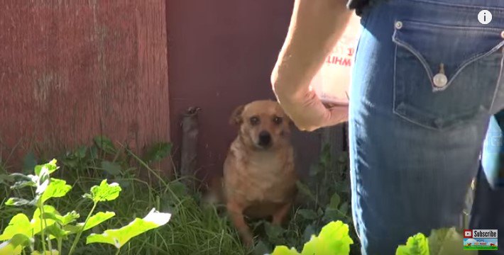 行き止まりに座る犬