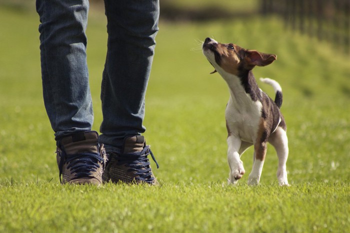 飼い主さんの足元で見上げる犬