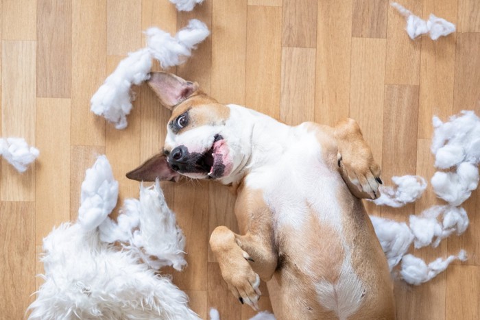 おもちゃをボロボロにした犬