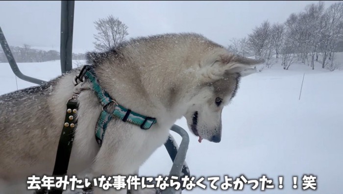 リフトに乗って下を見るハスキー犬