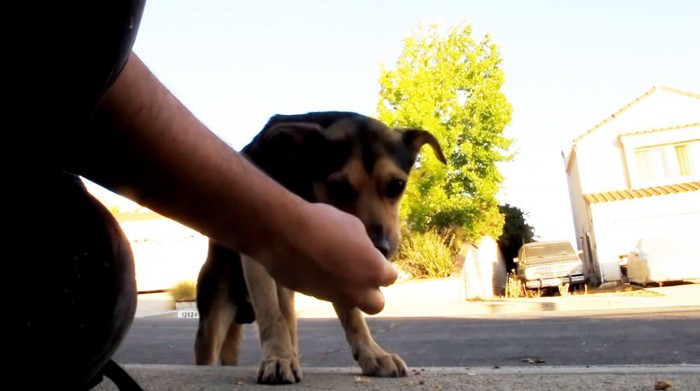 さらに近づく犬