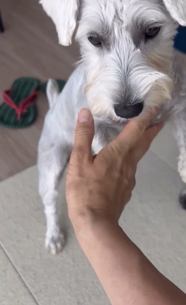 飼い主に抑えられる犬