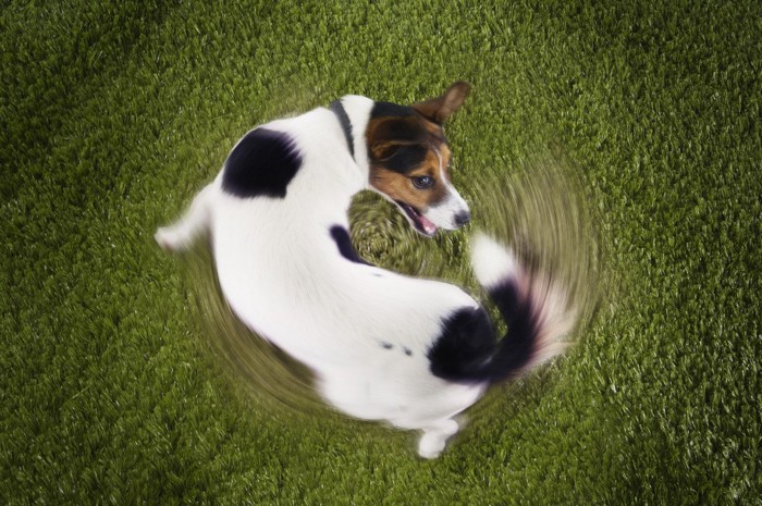 自分の尻尾を追い回す犬