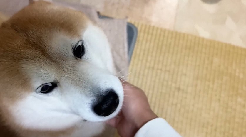 顎を撫でられる犬2