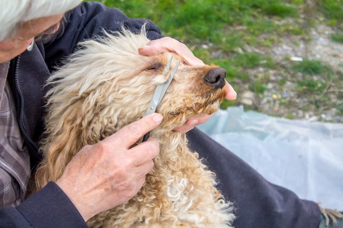 顔周りのトリミングを受ける犬