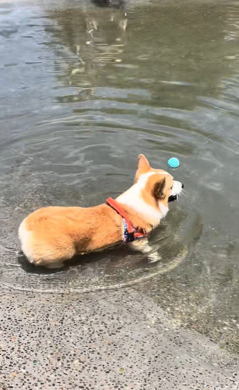 ボールを水に落としたリッツくん4