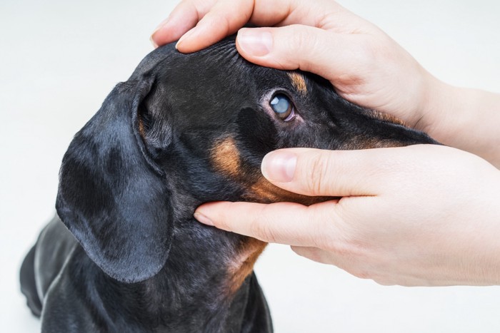 観察するために犬の目を開いている