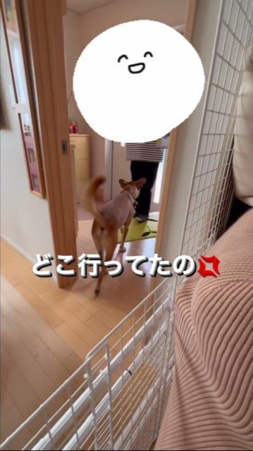 帰宅するお兄ちゃんを出迎える犬