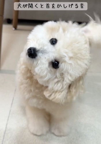 限界まで首をかしげてます