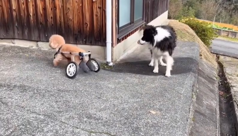 ガードする犬