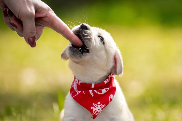 差し出された人の指を甘噛みする子犬