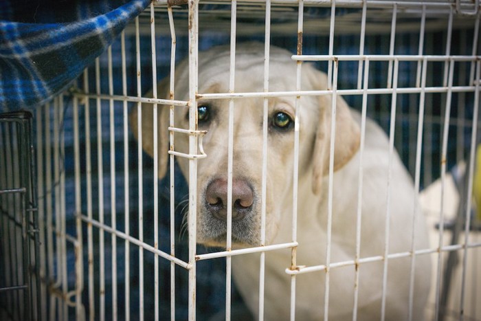 ケージの中で悲しげな表情の犬