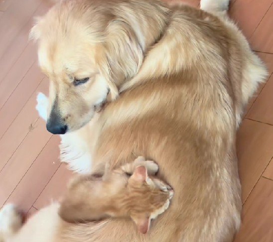 子猫が乗ってる！！