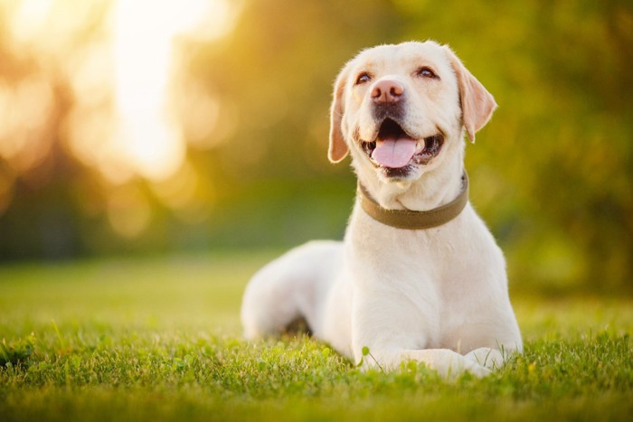 笑顔の犬