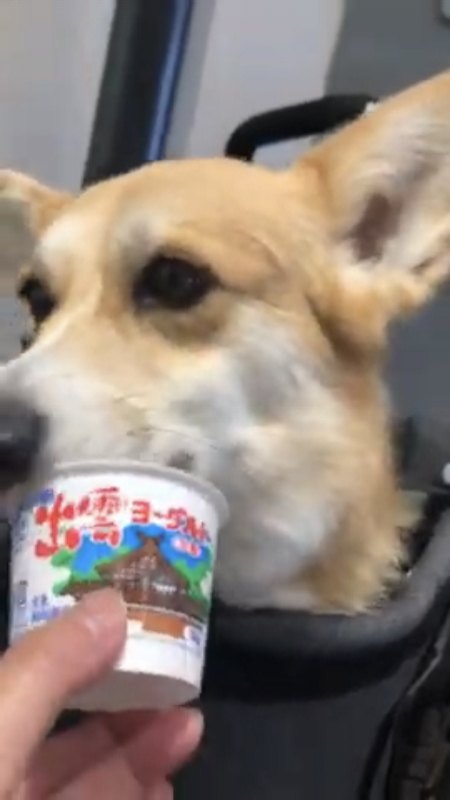 ヨーグルトを食べる犬『2』