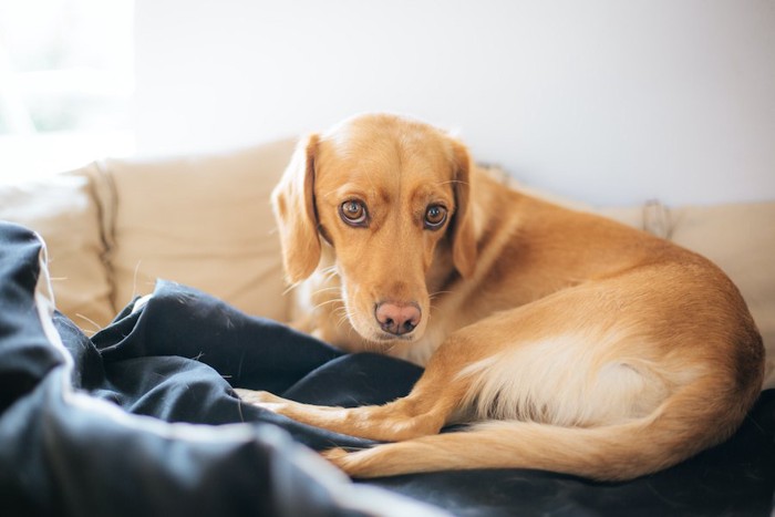 ベッドで丸くなってカメラを見つめる犬