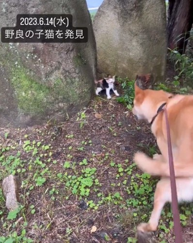 散歩中に野良猫を発見