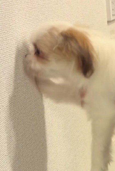 ゆあんちゃんは賢い犬！？