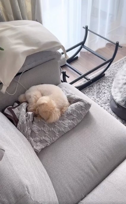 丸まっているくるみたん