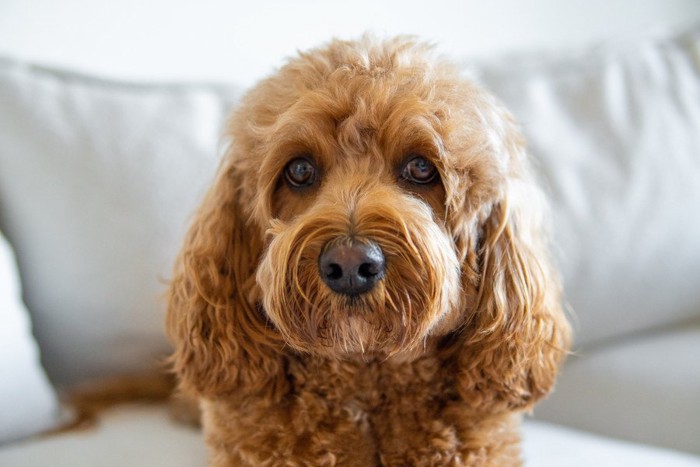 見つめる犬の顔のアップ、たれ耳