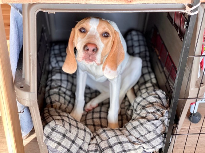 ハウスで落ち着いた犬